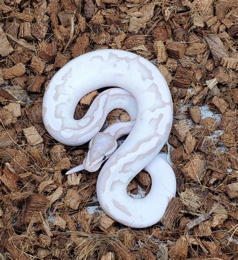 Image result for Pied X Axanthic Ball Python