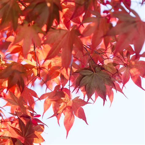 Afbeeldingsresultaten voor Red Sunset Maple Tree