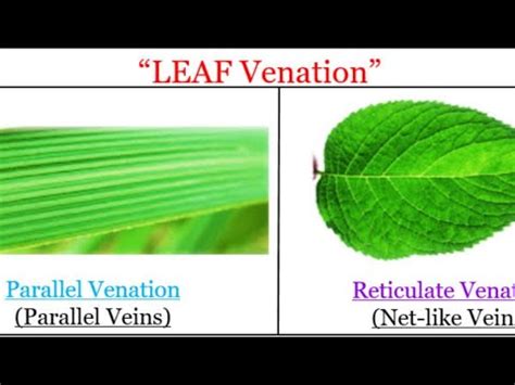 Toradh íomhá ar Feature of Parallel Leaf