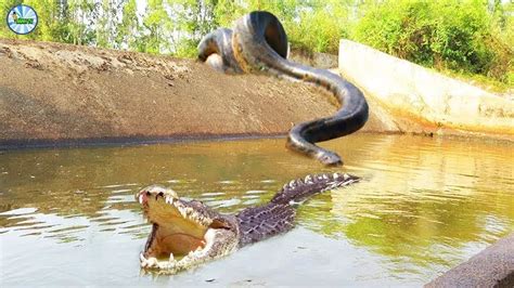 Croc vs Python に対する画像結果