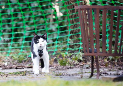 Collier GPS Chat に対する画像結果