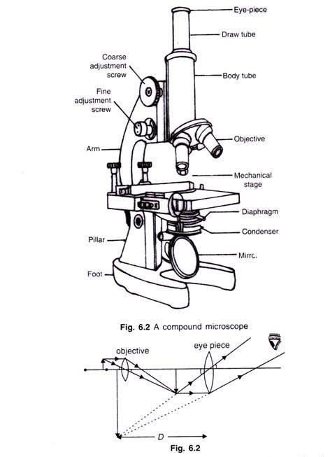 Image result for Compound Light Microscope Sketch Drawing