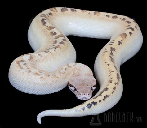 Image result for Ivory Blood Python