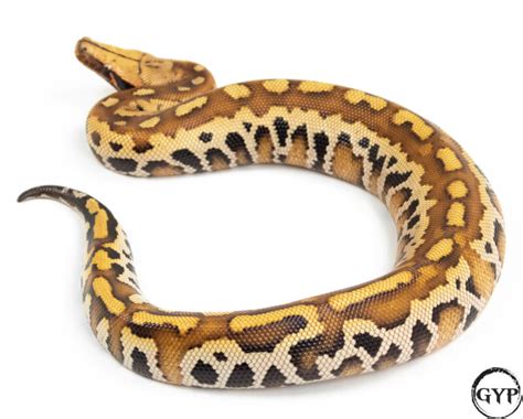 What Is a Matrix Blood Python に対する画像結果