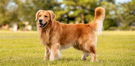 Image result for Golden Retriever Crossed with Labrador