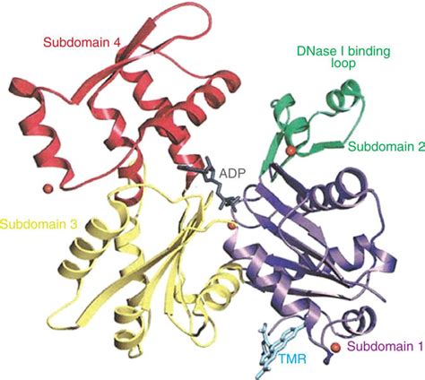 Image result for G-actin Structure