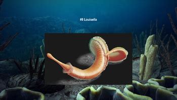 Image result for Cambrian Predators