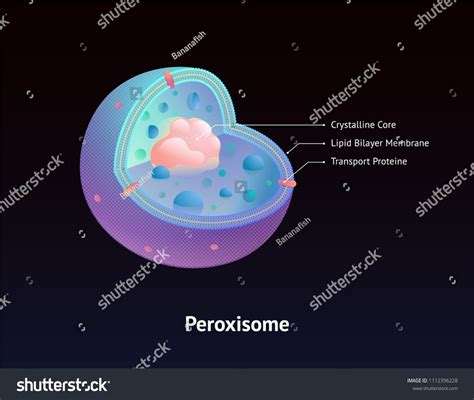 Afbeeldingsresultaten voor Cell Diagram Peroxisome