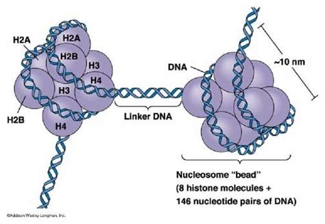 Histone Octamer に対する画像結果
