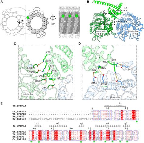 Image result for Microtubule Seam