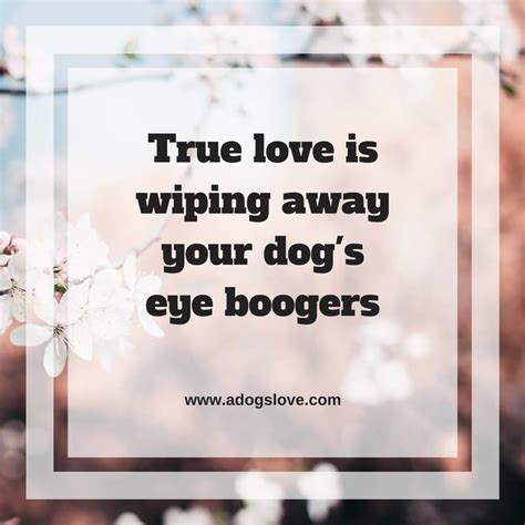 Image result for German Shepherd Happy Wednesday Graphics