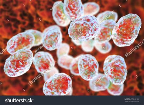 Image result for Gram-negative Pleomorphic Bacteria