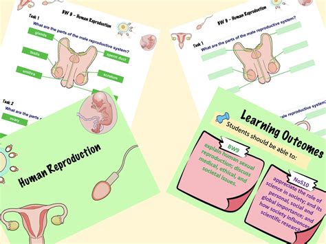 Image result for Human Reproduction Interactive