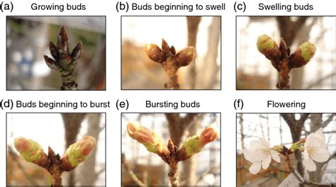 Buds Grow に対する画像結果