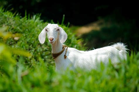 Image result for Goat Blank