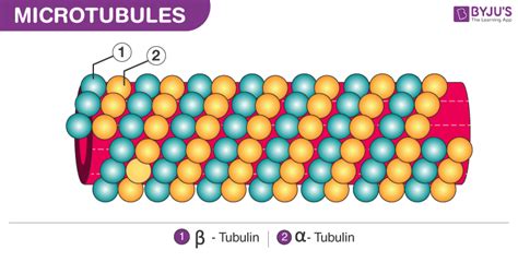 Image result for Microtubule Seam