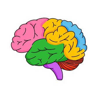 Image result for Simple Brain Outline SVG