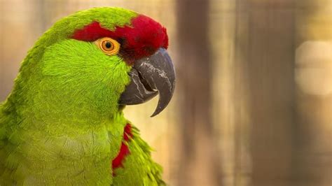Green and Grey Parrot에 대한 이미지 결과