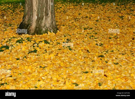 Image result for Ginkgo Tree Fall Color