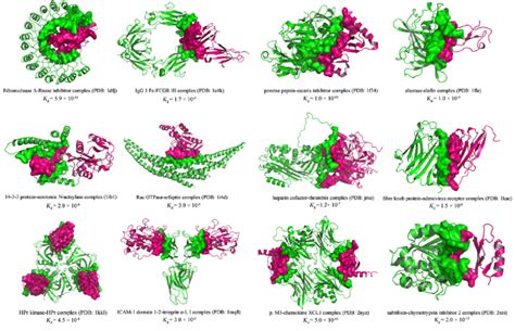 Image result for Complex Protein Examples