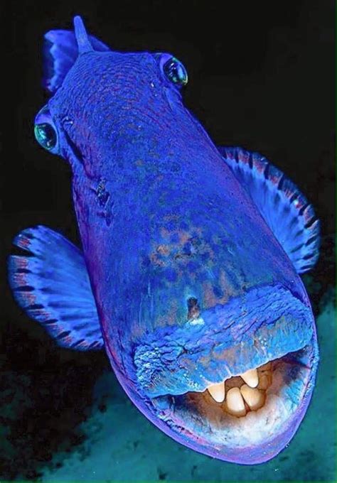 Image result for Weird DAB Inserts