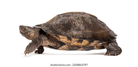 Image result for Turtle Side View 1