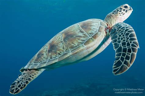 Image result for Turtle Side View