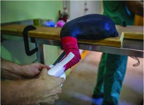 Image result for Hind Limb in Python