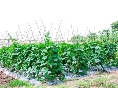 Image result for Cherry Tree Root System