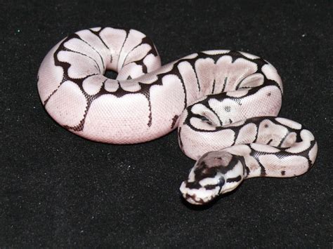 Image result for Axanthic Ghost Spider Ball Python