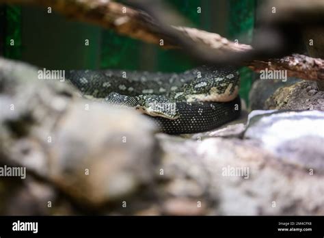 Python Feeeing Zoo に対する画像結果