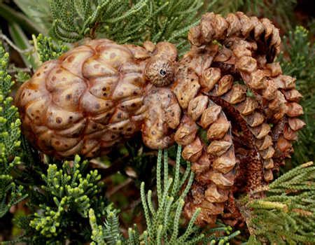 Image result for Octopus Eating Tree