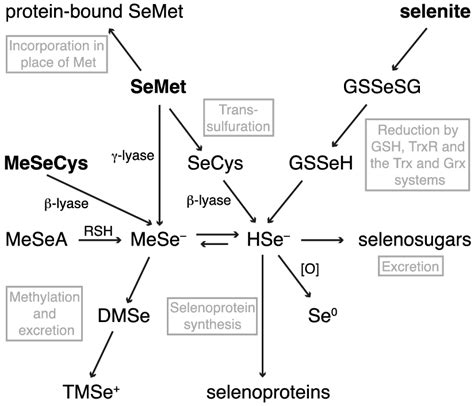 Image result for Selenium Compounds