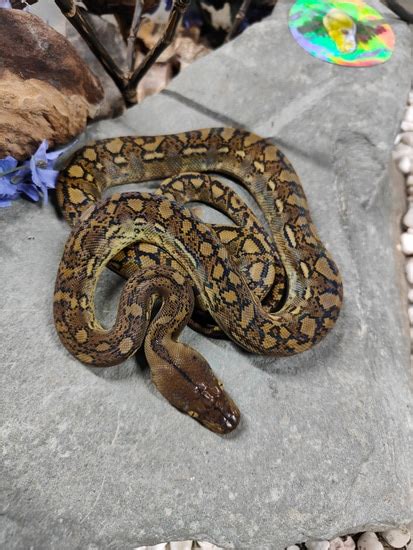 Timor Python Retic માટે ઇમેજ પરિણામ