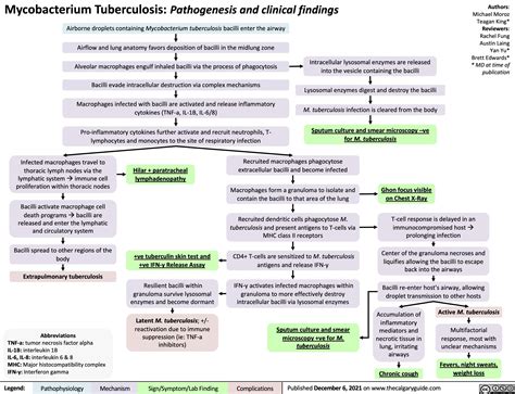M. Tuberculosis Pathogenesis に対する画像結果