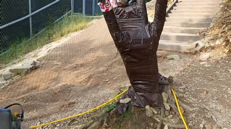 Toradh íomhá ar Wild Computer Cases