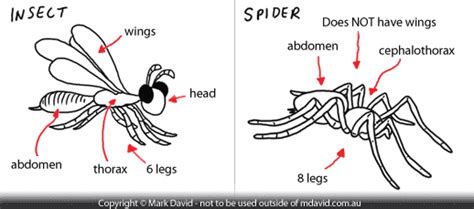 Image result for Insect Spider Comparison