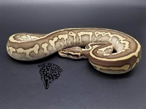 Image result for Leopard Lesser Ball Python