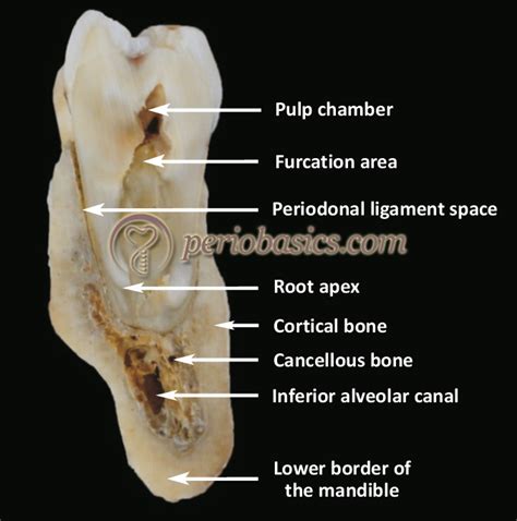 Toradh íomhá ar Compact Bone Tooth Structure