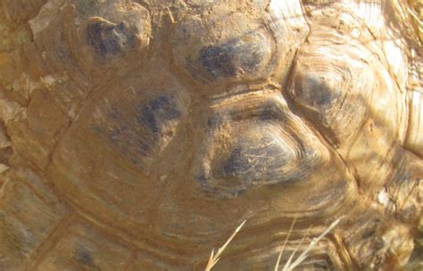 Desert Tortoise Shell Rot に対する画像結果