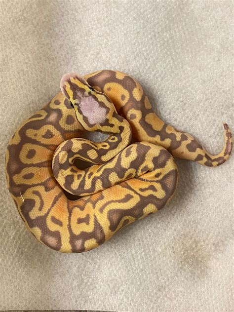 Image result for Ball Python Hatchling Side