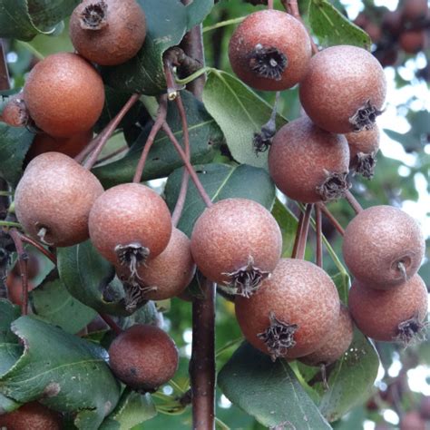 Toradh íomhá ar Rodan by Pyrus