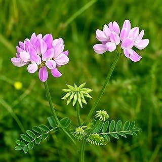 Toradh íomhá ar Vetch Root Grows Quick