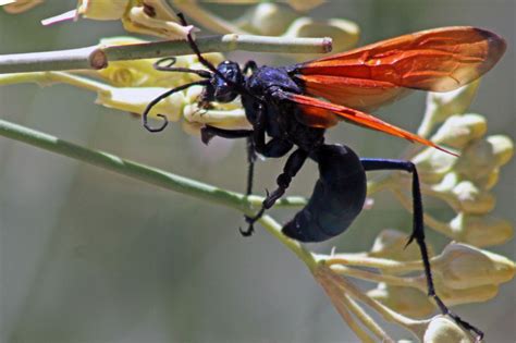 Tarantula Hawk Wasp に対する画像結果