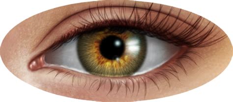 Image result for Human Eye Transparent