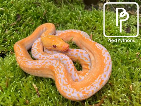 Pied Reticulated Python に対する画像結果