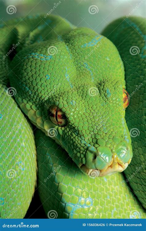 Image result for Green Python Snake