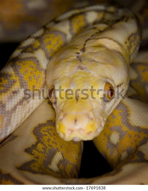 Image result for Purple Reticulated Python