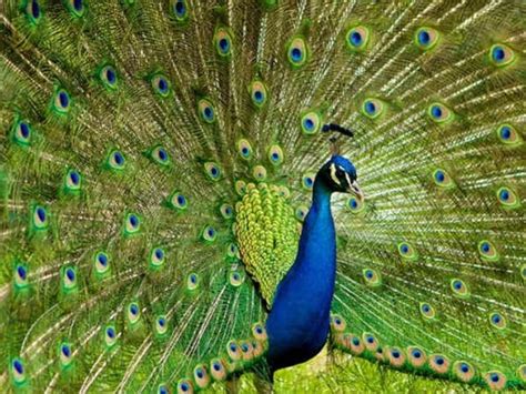 Image result for Peacock Stick Drawing