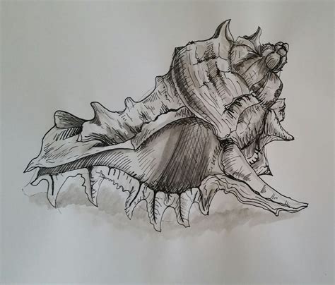 Shell Cat Drawing に対する画像結果